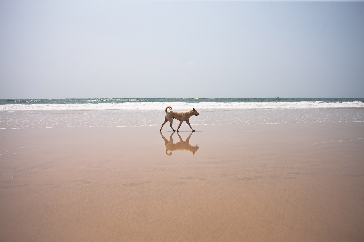 A dog on the beach in Goa