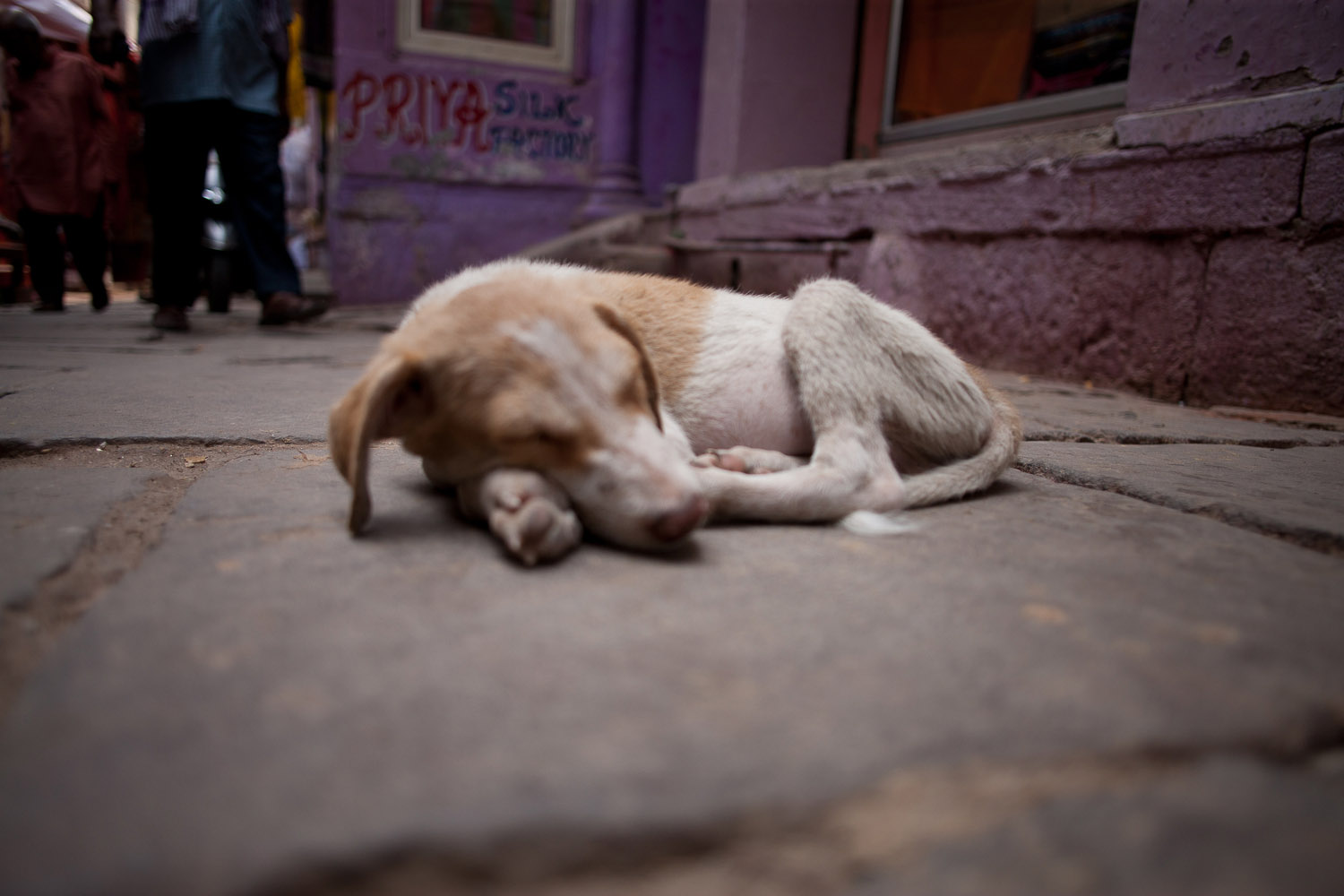 Street dogs in India:  Uttarkhand, Goa, Varanasi and Kolkata (Calcutta)